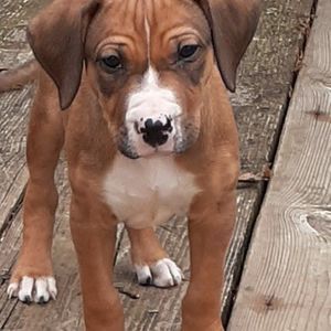 Meet your Posher, Donna